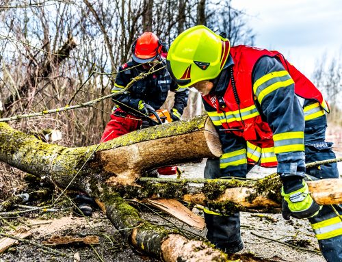 Baum fällt – manchmal auch ohne Sturmereignis.